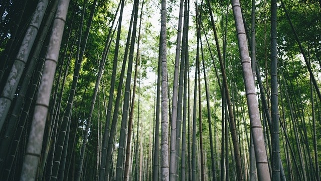 Growth Trees