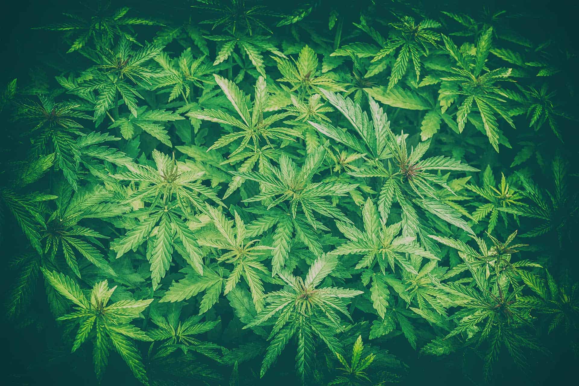 Cannabis Plant Leaves