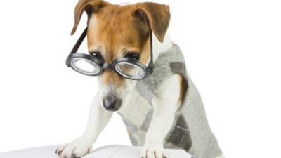 Smart Jack russell terrier with glasses