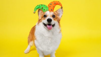 Cute dog in funny colourful jester cap.