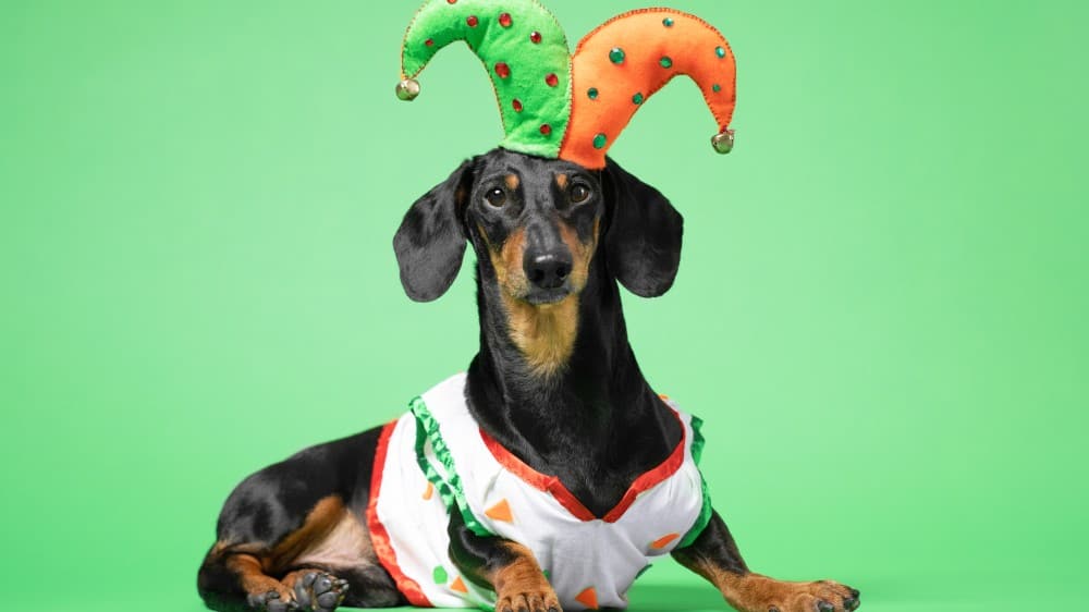 A happy dog wearing a Foolish jester cap.